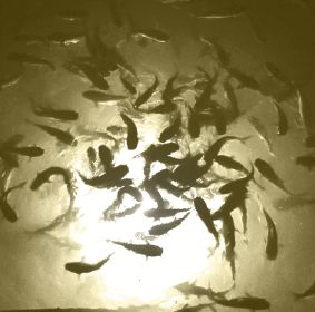 White Mega-Watt Underwater LED Lighting System.........................(Different Cord Lengths Available) (Cord Length: 80 ft.)