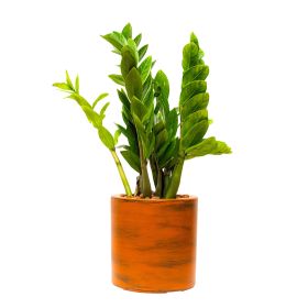 7.8 in. Deep Plastic Self-watering Planter Pot (Shape: Round, Color: Orange)