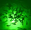 Green Mega-Watt Iris Underwater LED Lighting System.........................(Different Cord Lengths Available)